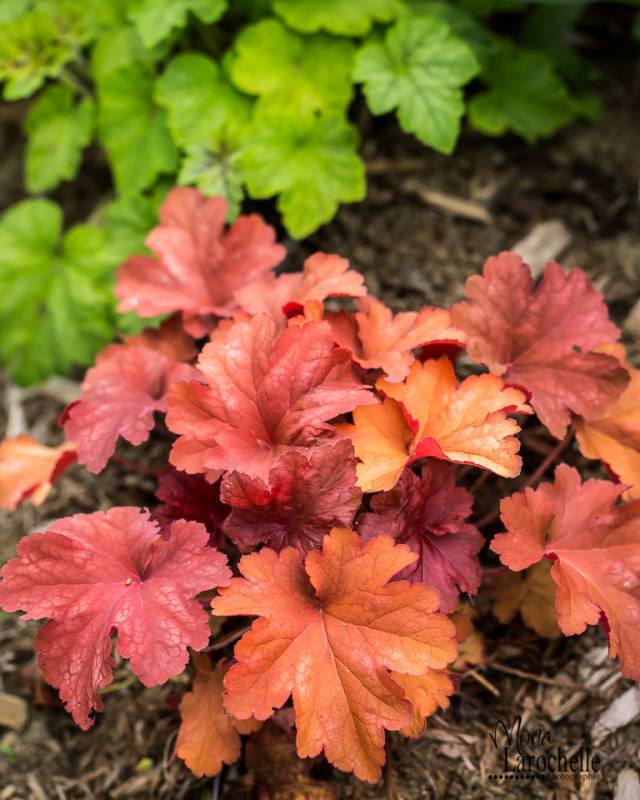 Гейхеры фото. Гейхера Rio (Рио). Гейхера Рио (Heuchera Rio). Гейхера гибридная Рио. Гейхера гибридная 'Rio'.