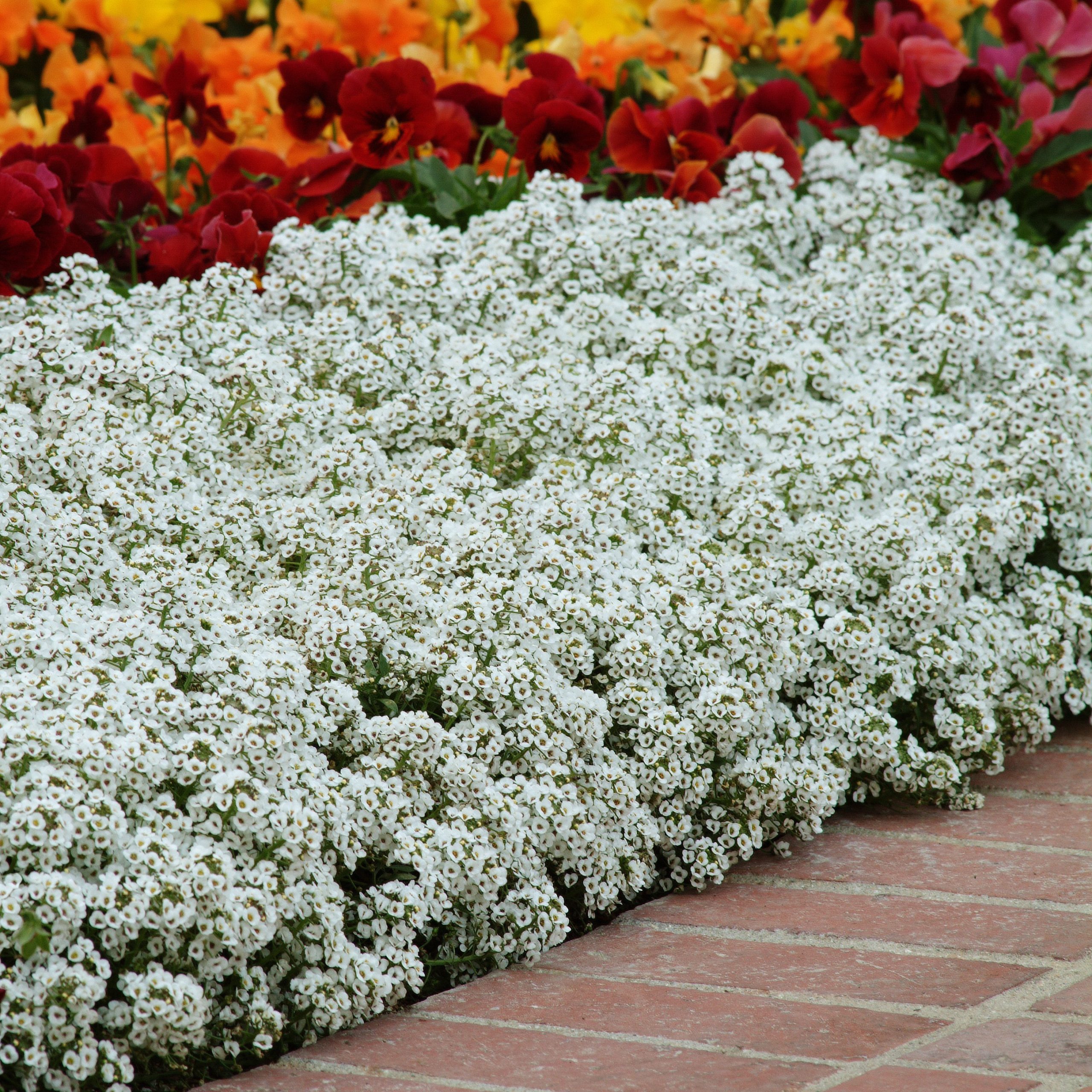 Белые Бордюрные Цветы