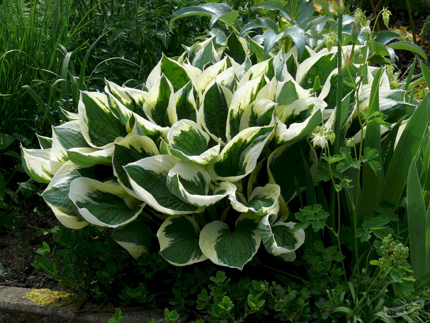 Хосты фото и описание отзывы. Хоста Форчуна Patriot. Хоста ‘Patriot’ (Hosta ‘Patriot’). Fortunei Patriot Хоста. Хоста гибридная Hosta hybrida 