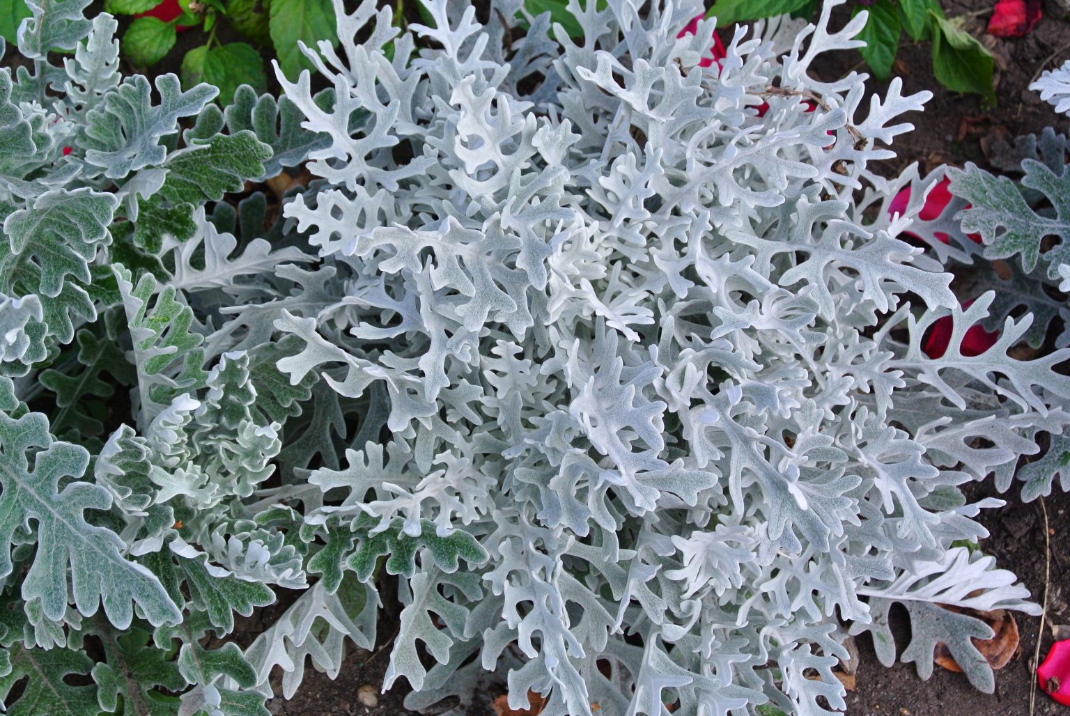 Цинерария cineraria